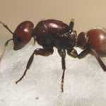Как вывести рыжих домашних муравьев