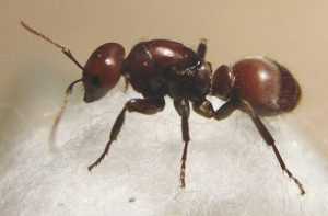 Как вывести рыжих домашних муравьев