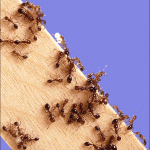 Как вывести муравьев в доме