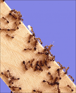 Как вывести муравьев в доме