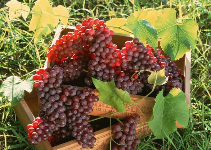 Как высаживать виноград