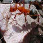 Как избавиться от рыжих муравьев