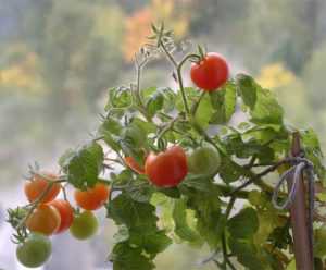 Как посадить помидоры