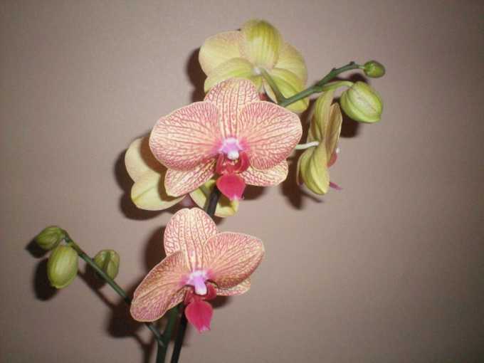 Как обрезать цветонос у орхидеи