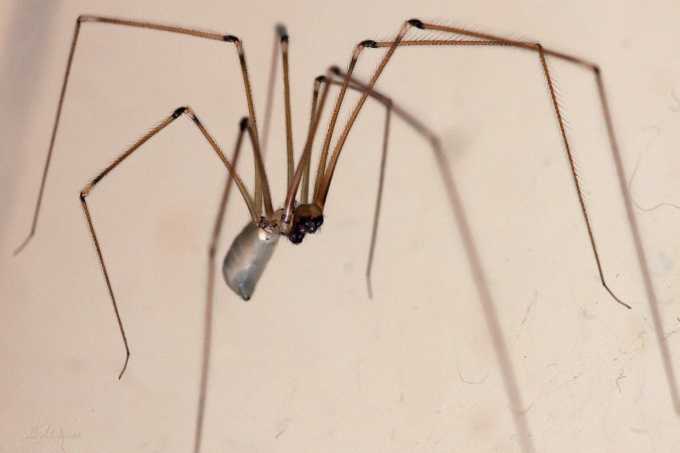 Способы избавления от пауков в квартире