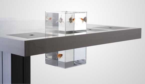 золотая рыбка в компактном аквариуме