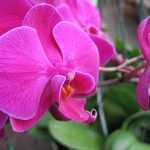 Как пересадить орхидею, если она цветет