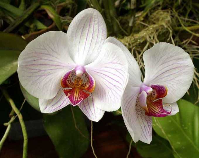 Орхидеи пересаживают раз в один-два года