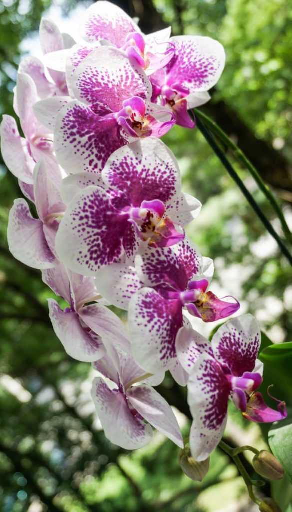 Как заставить орхидею роскошно цвести