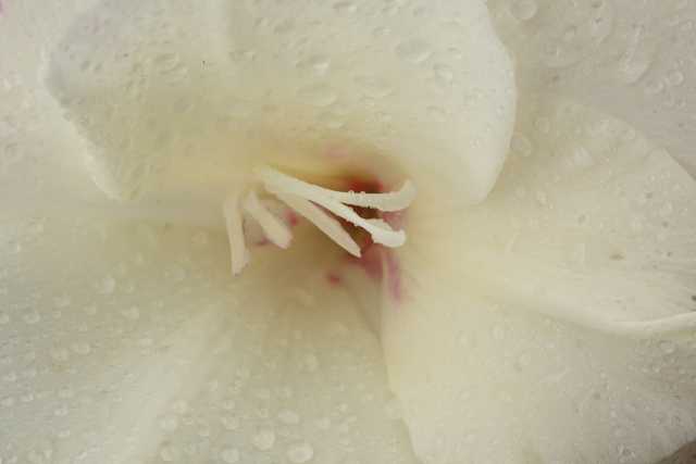 Большинство видов орхидеи растет в тропических широтах