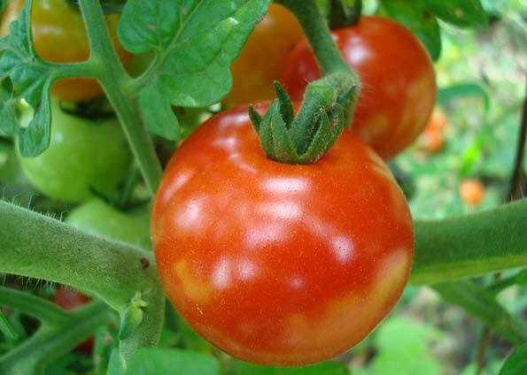 Как растить помидоры